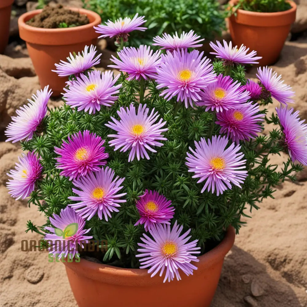 Mixed 4 Chinese Aster Flower Seeds Colorful Garden Blooms Easy-To-Growing Annuals