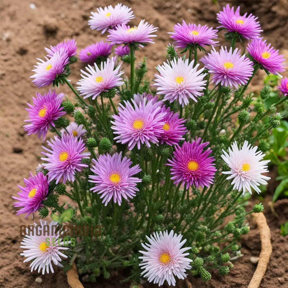 Mixed 4 Chinese Aster Flower Seeds Colorful Garden Blooms Easy-To-Growing Annuals