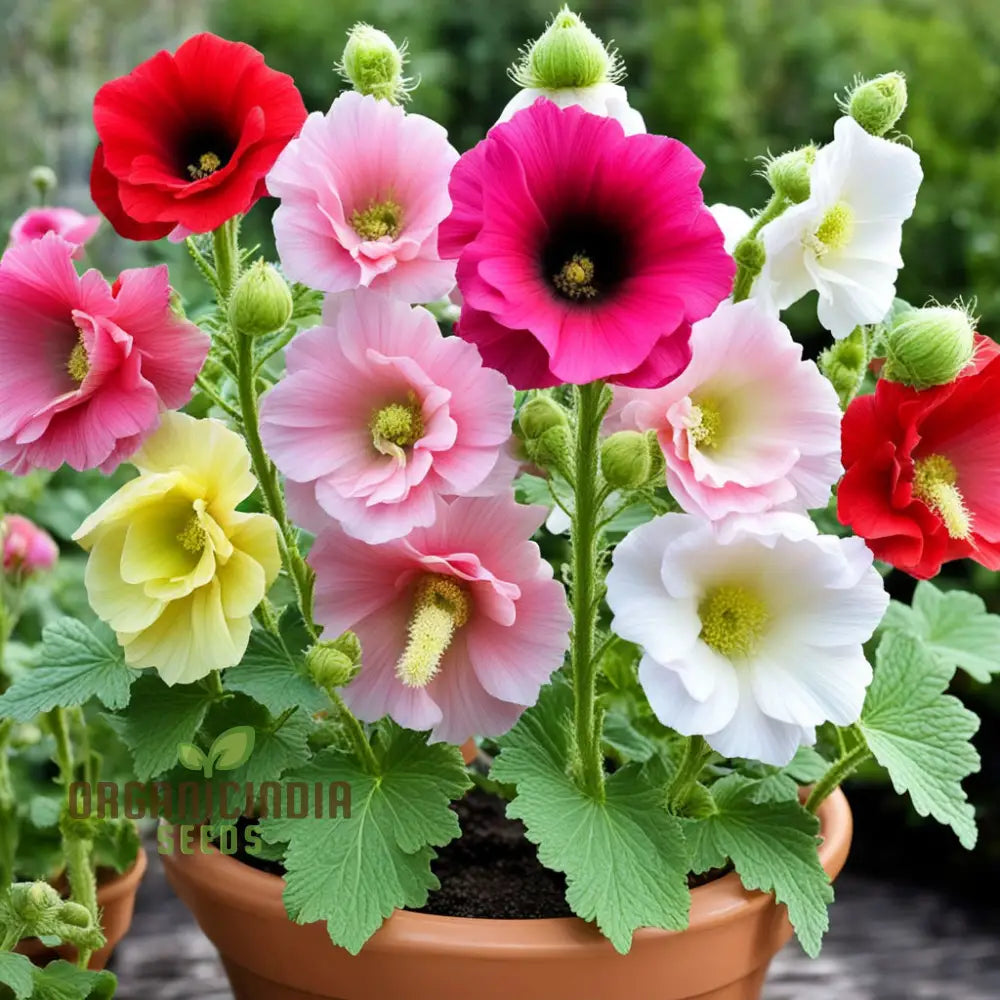 Mixed Alcea Flower Seeds For Plantingâ€“ Elevate Your Gardening Experience With A Vibrant Array Of