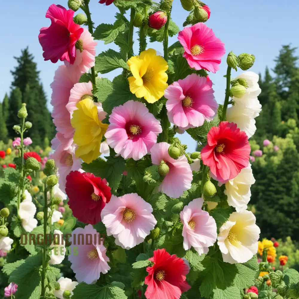 Mixed Alcea Flower Seeds For Plantingâ€“ Elevate Your Gardening Experience With A Vibrant Array Of