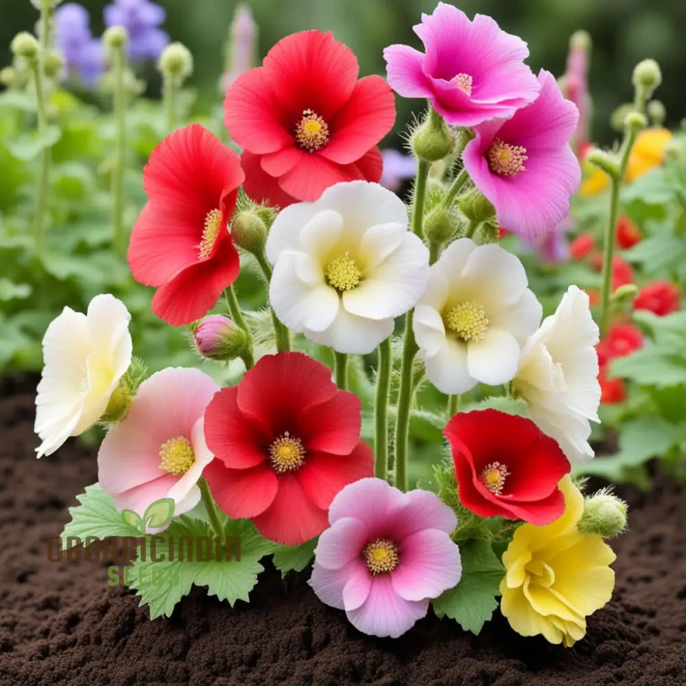 Mixed Alcea Flower Seeds For Plantingâ€“ Elevate Your Gardening Experience With A Vibrant Array Of