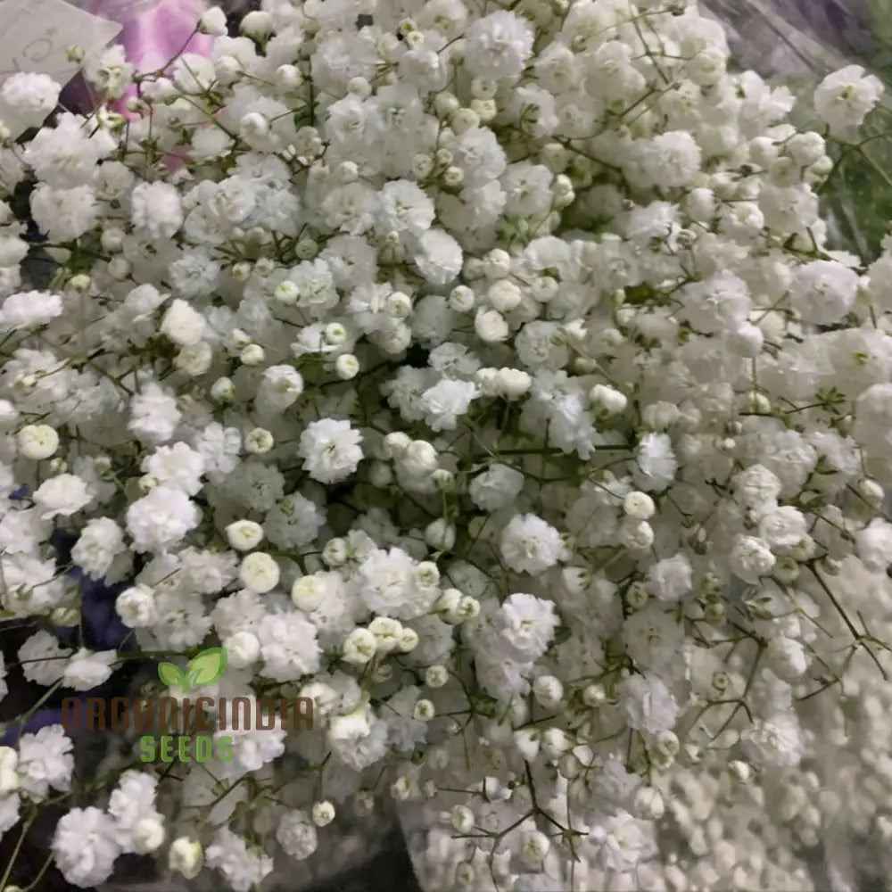 Mixed Babyâ€™s Breath Imported Flower Seeds â€“ Elevate Your Gardening With An Abundance Of