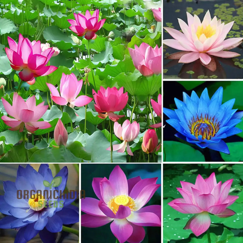 Mixed Bowl Lotus Seeds For Gardening Enthusiasts - Perfect Cultivating Stunning Flowers