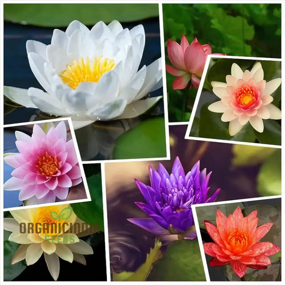 Mixed Bowl Lotus Seeds For Gardening Enthusiasts - Perfect Cultivating Stunning Flowers