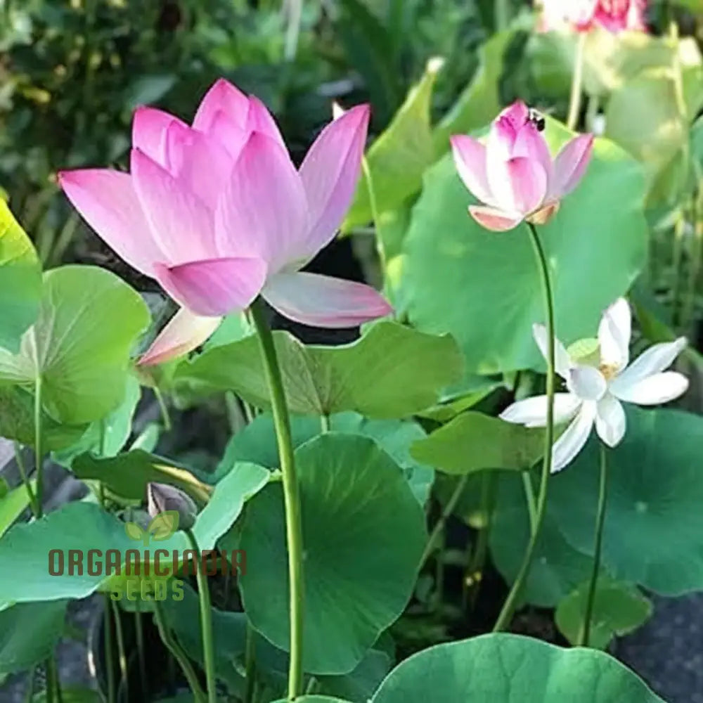 Mixed Bowl Lotus Seeds For Gardening Enthusiasts - Perfect Cultivating Stunning Flowers