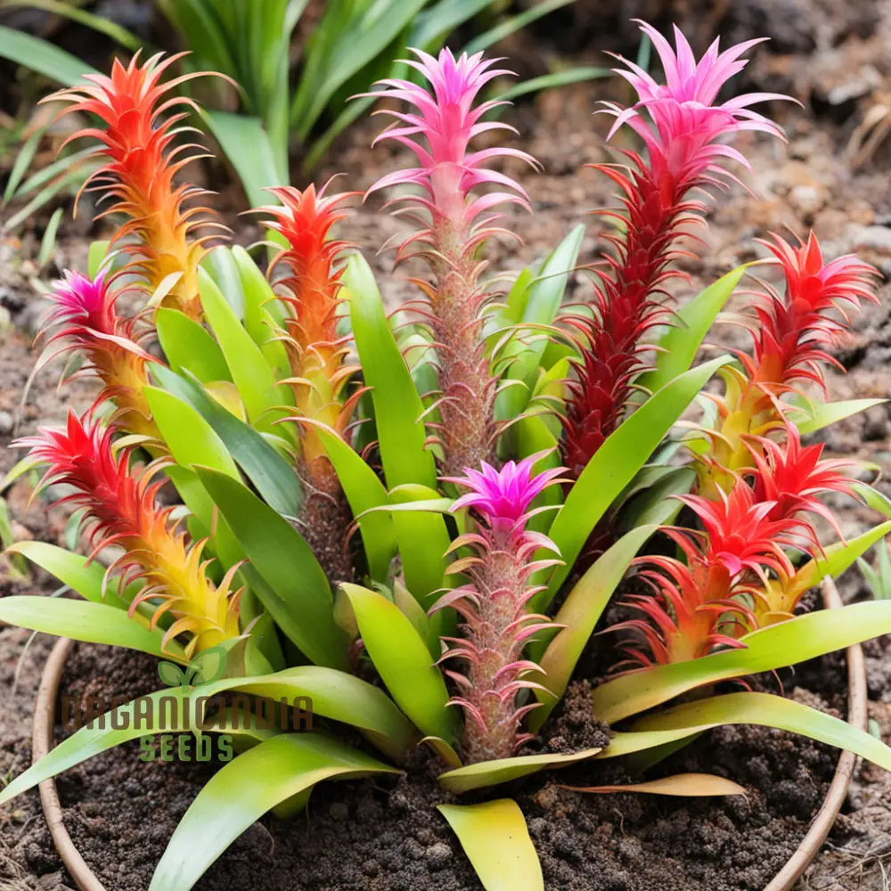 Mixed Bromeliad Flower Seeds For Vibrant Garden Blooms Perennials