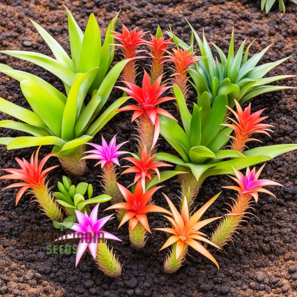 Mixed Bromeliad Flower Seeds For Vibrant Garden Blooms Perennials