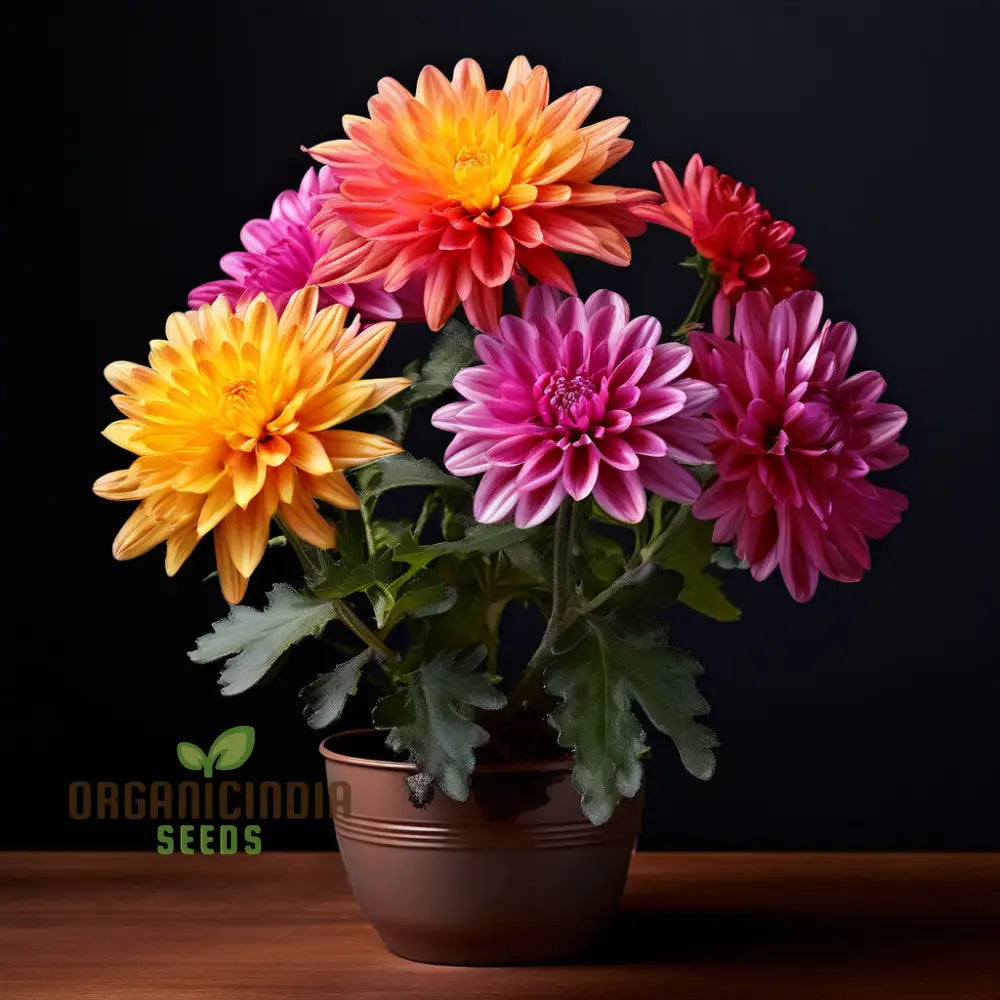 Mixed Chrysanthemum Flower Seeds Cultivate A Colorful And Elegant Garden With Premium For Planting