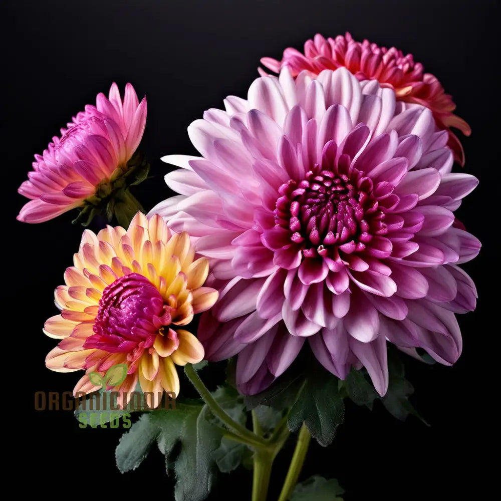 Mixed Chrysanthemum Flower Seeds Cultivate A Colorful And Elegant Garden With Premium For Planting