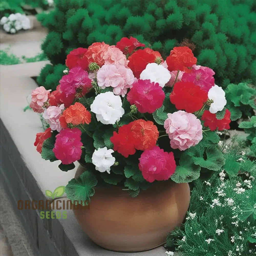 Mixed Climbing Geranium Flower Seeds Colorful Garden Blooms For Planting Annuals