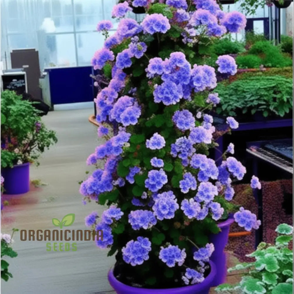 Mixed Climbing Geranium Flower Seeds Colorful Garden Blooms For Planting Annuals