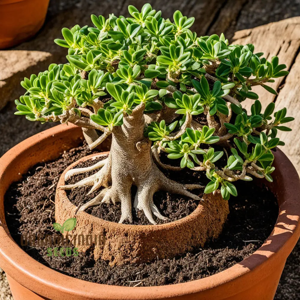 Mixed Color Desert Rose Flower Seeds To Grow Adenium Obese Exotic Bonsai Plant Perennials