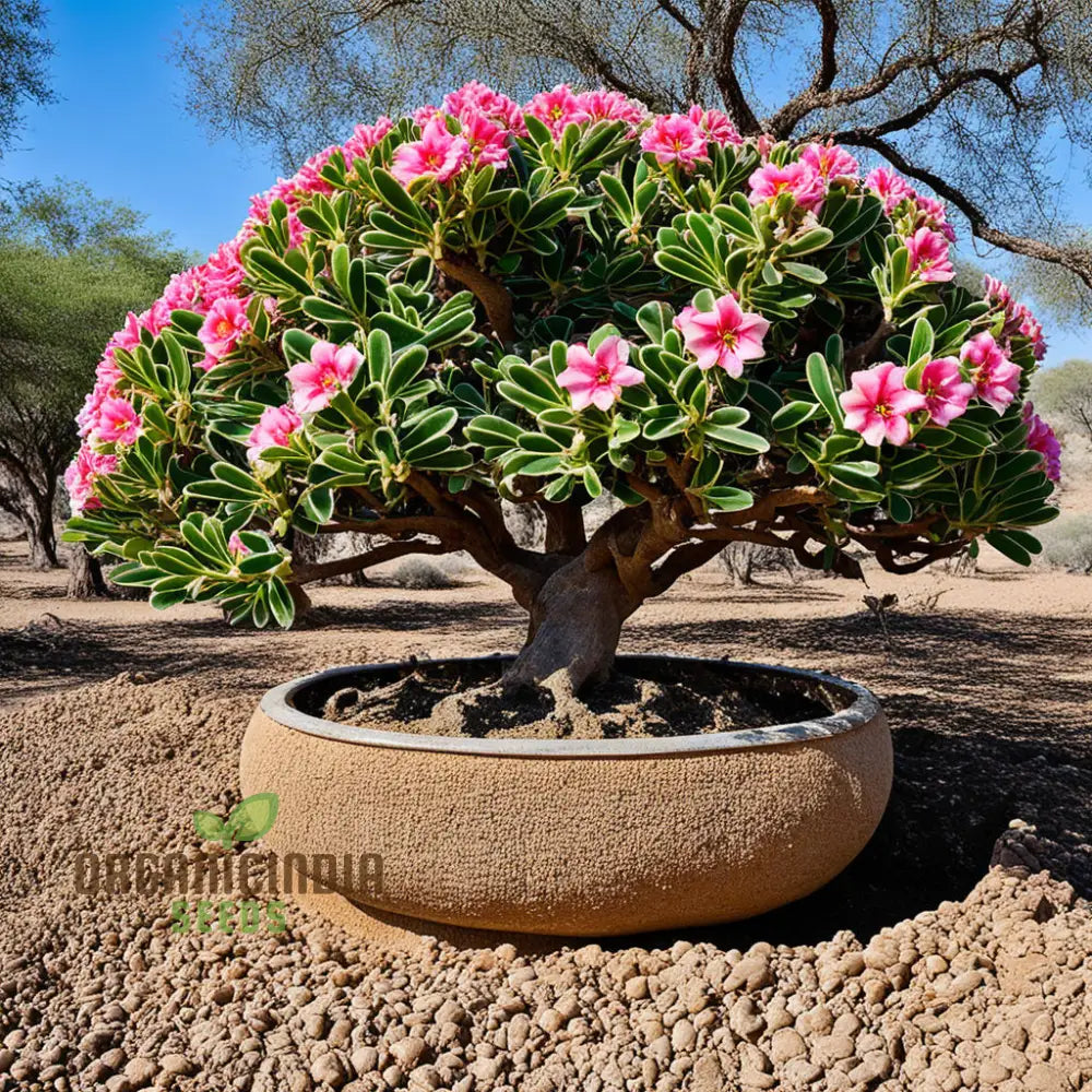 Mixed Color Desert Rose Flower Seeds To Grow Adenium Obese Exotic Bonsai Plant Perennials