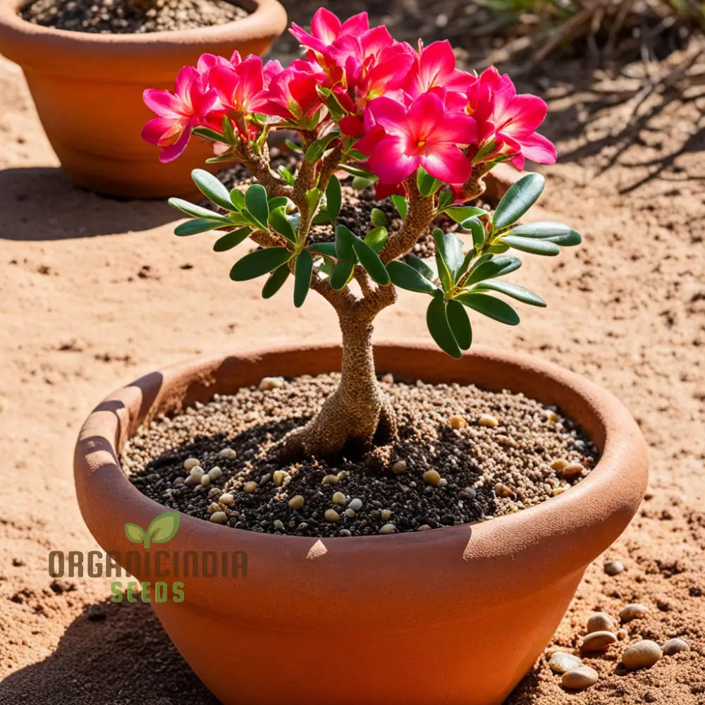 Mixed Color Desert Rose Flower Seeds To Grow Adenium Obese Exotic Bonsai Plant Perennials