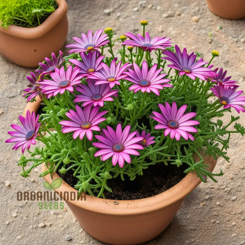 Mixed Ecklonis Osteospermum Seeds - Daisy-Like Blooms For Your Garden High-Quality Flower Planting