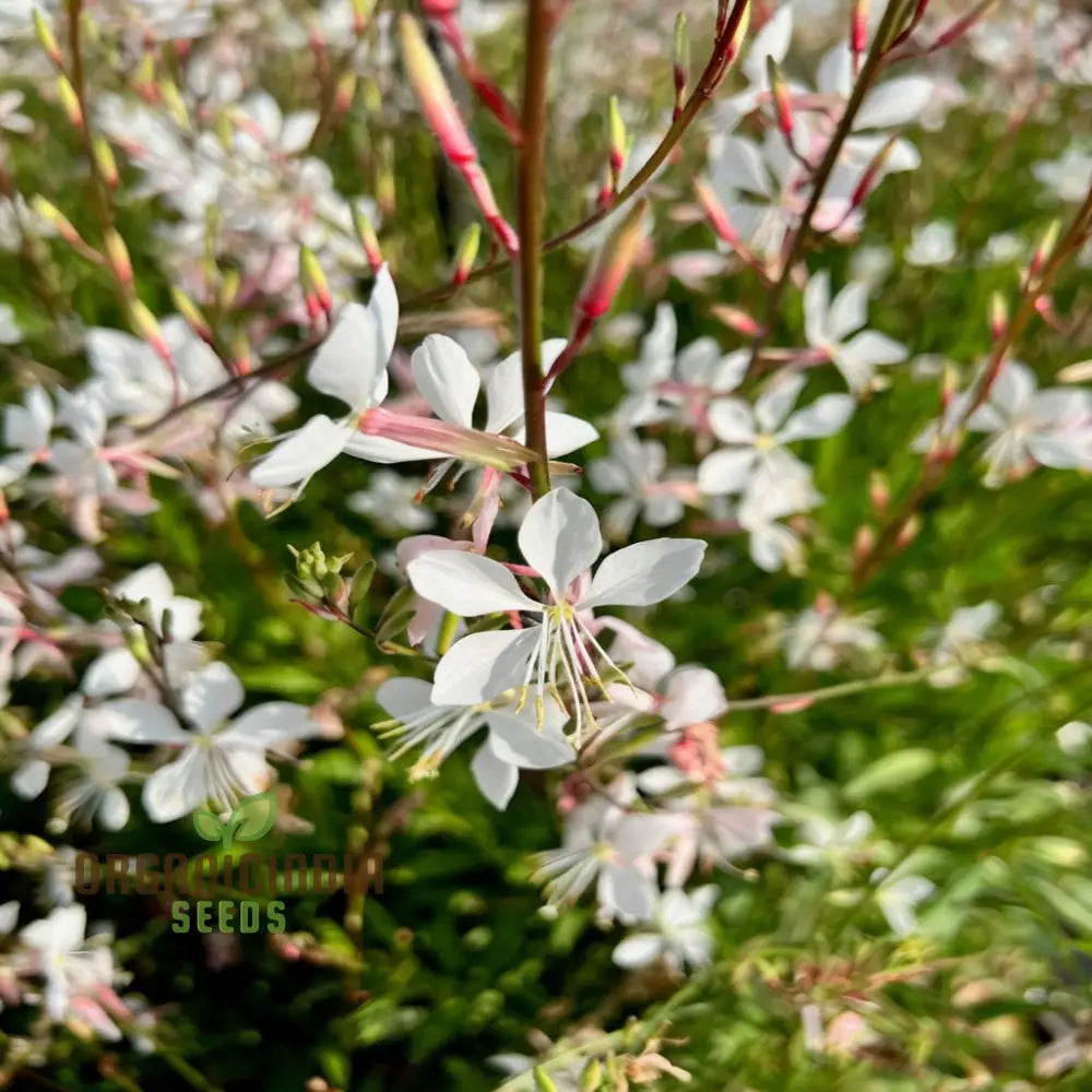 Mixed Gaura Lindheimeri Seeds - Elegant Blooms For Graceful Garden Beauty