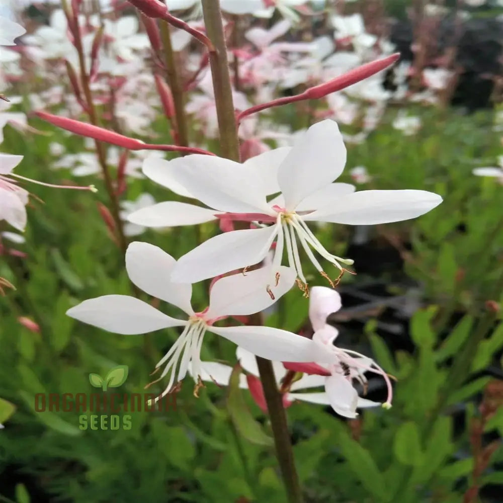 Mixed Gaura Lindheimeri Seeds - Elegant Blooms For Graceful Garden Beauty