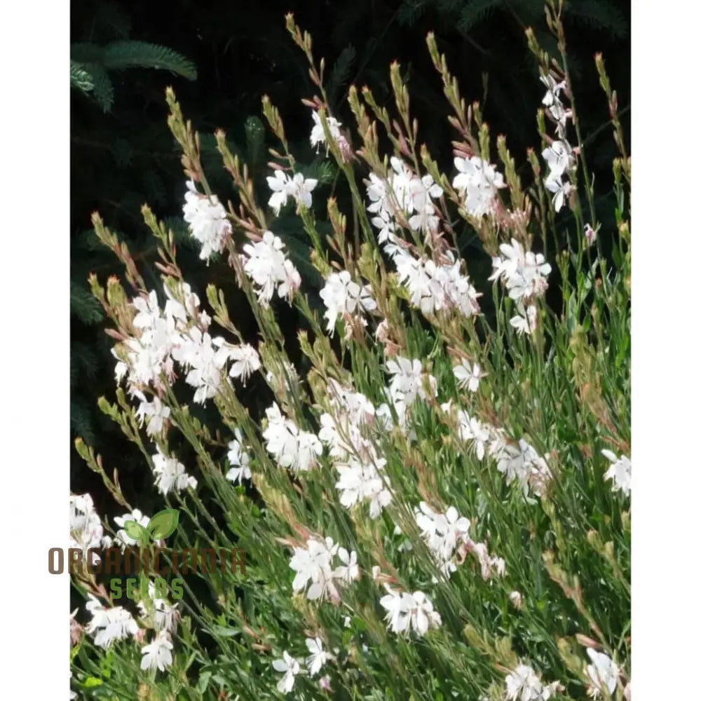 Mixed Gaura Lindheimeri Seeds - Elegant Blooms For Graceful Garden Beauty