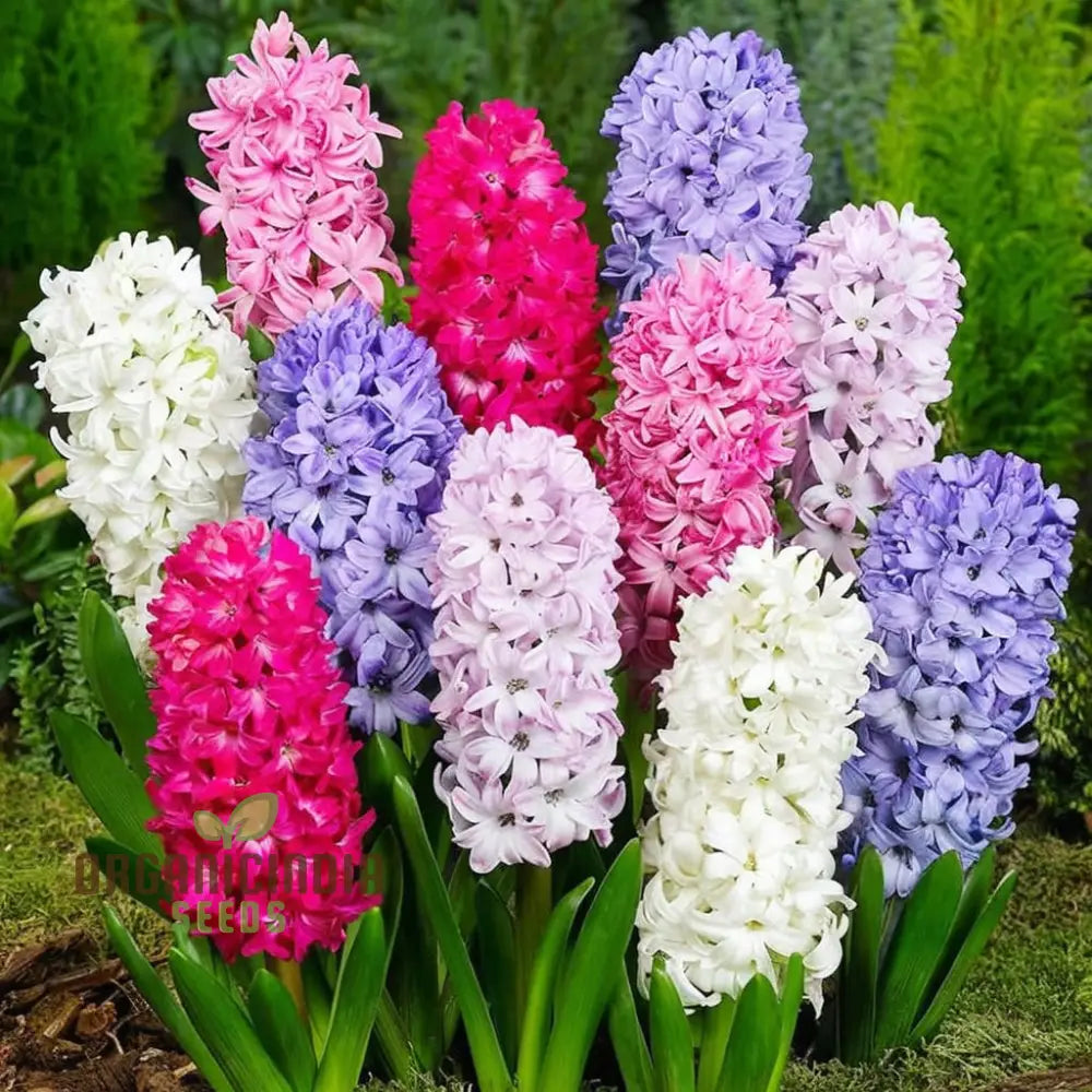 Mixed Hyacinth Bulbs - Purple Blue White Pink Yellow Orange (3 For Planting)