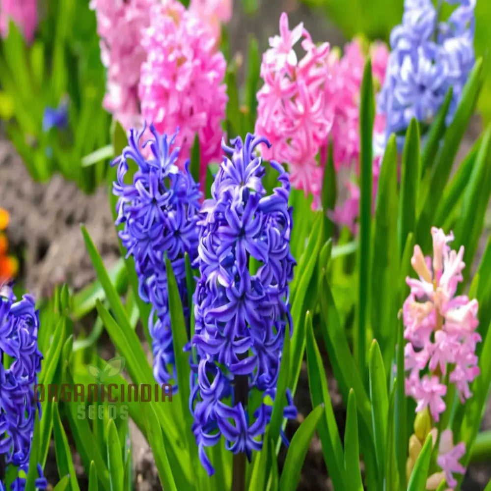 Mixed Hyacinth Bulbs - Purple Blue White Pink Yellow Orange (3 For Planting)