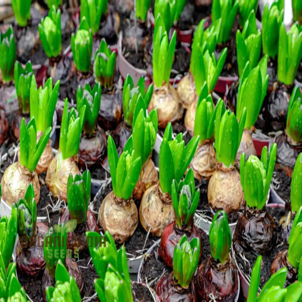 Mixed Hyacinth Bulbs - Purple Blue White Pink Yellow Orange (3 For Planting)