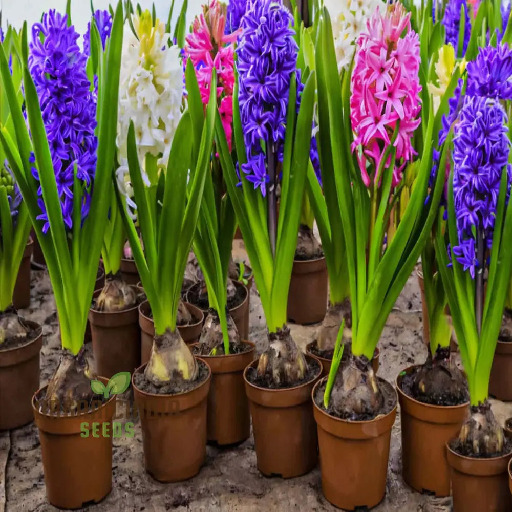 Mixed Hyacinth Bulbs - Purple Blue White Pink Yellow Orange (3 For Planting)