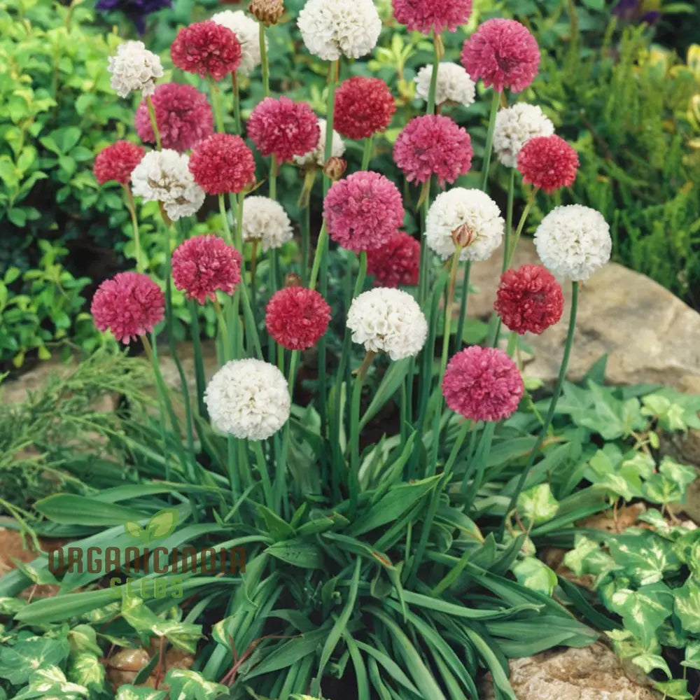 Mixed Joystick Flower Seeds - Playful Assortment For Whimsical Garden Delights Annuals