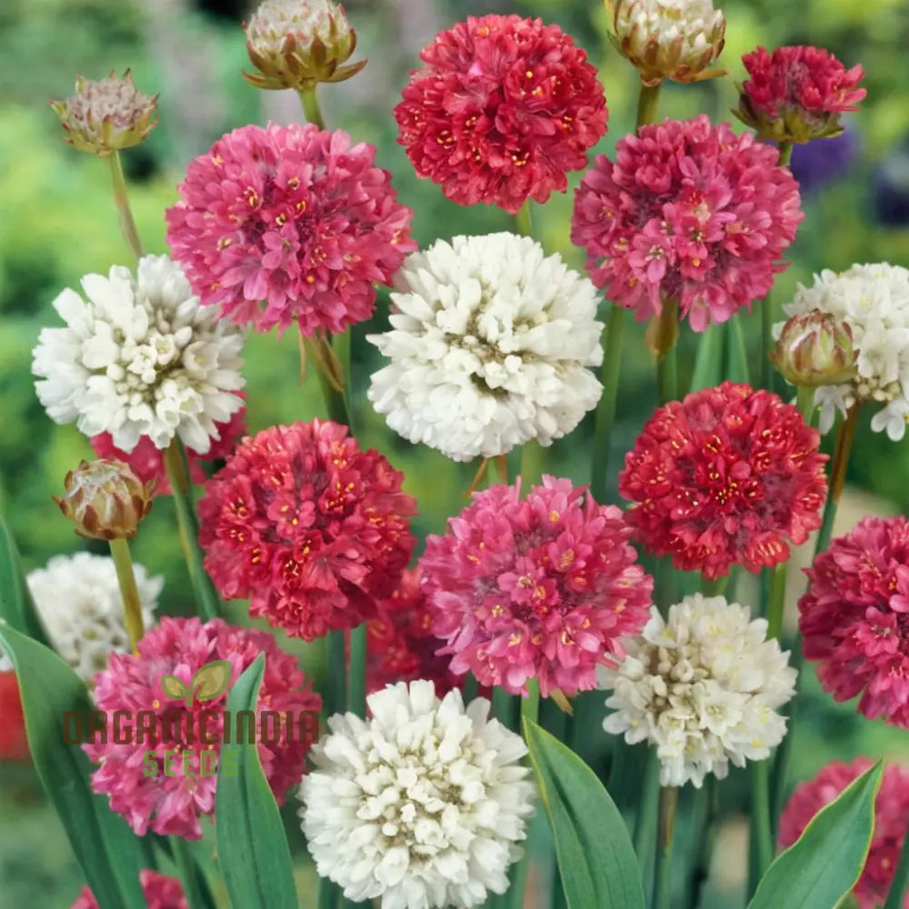 Mixed Joystick Flower Seeds - Playful Assortment For Whimsical Garden Delights Annuals