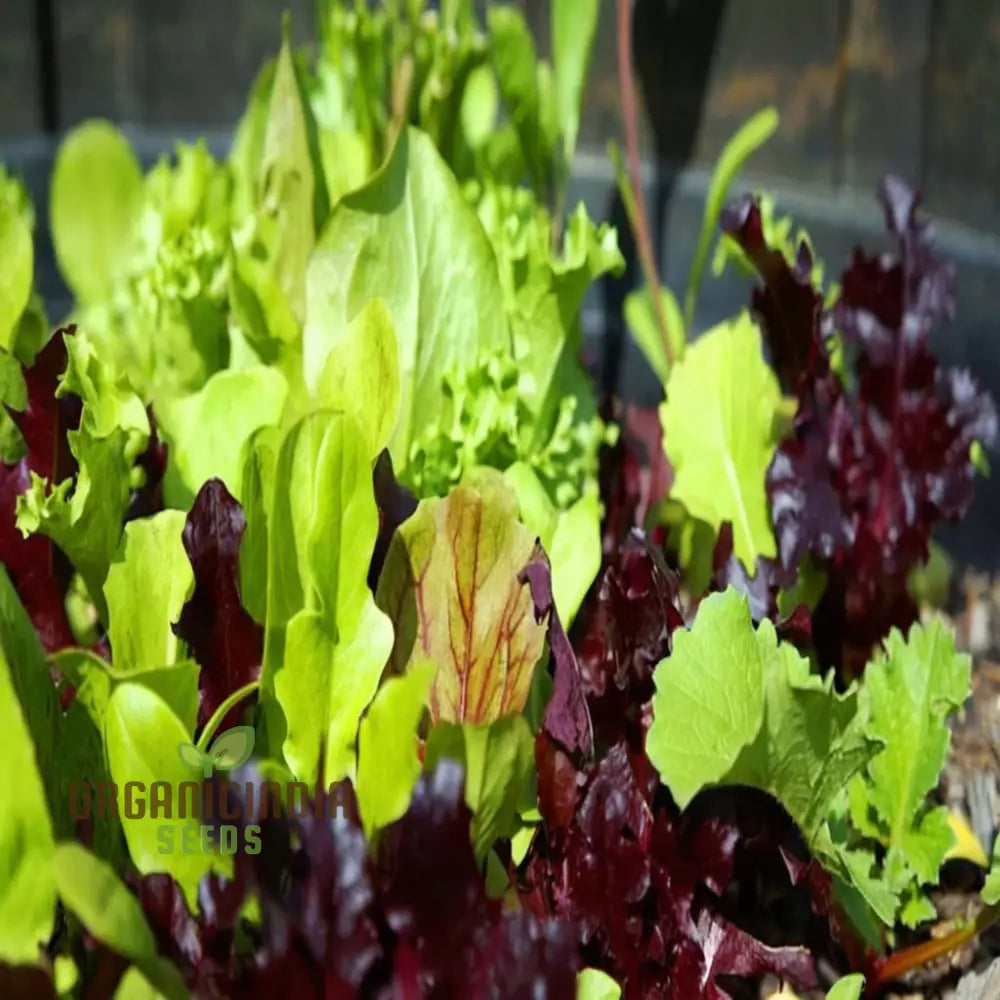 Mixed Leaf Mesclun Lettuce Seeds For Gardening And Planting - 100 Pcs Vegetable