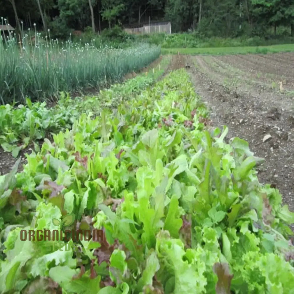 Mixed Leaf Mesclun Lettuce Seeds For Gardening And Planting - 100 Pcs Vegetable