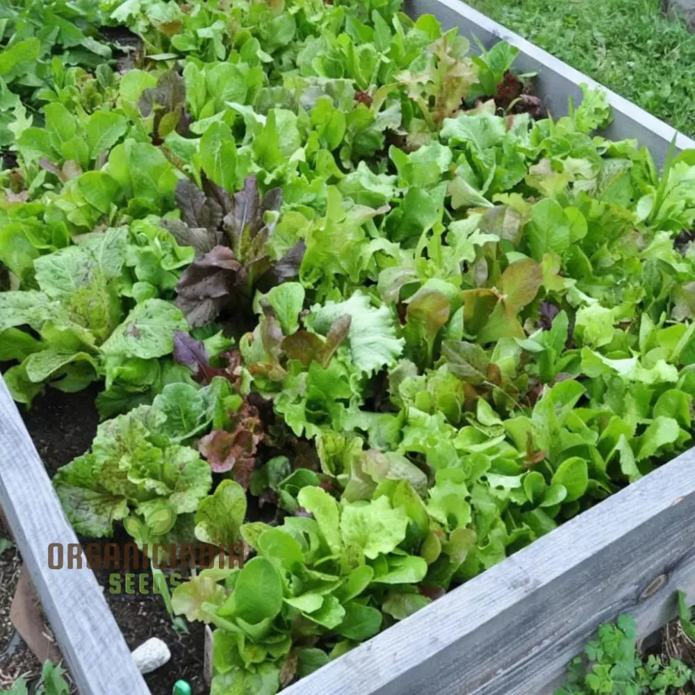 Mixed Leaf Mesclun Lettuce Seeds For Gardening And Planting - 100 Pcs Vegetable