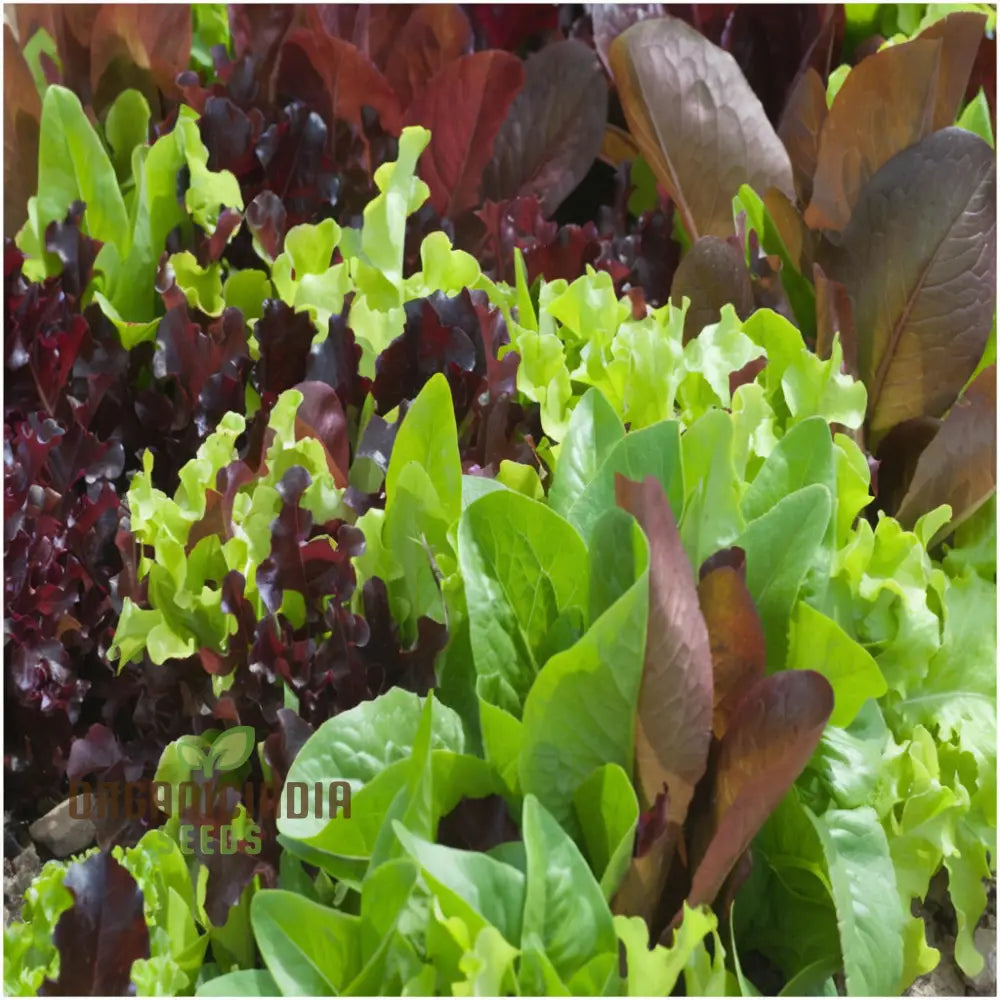 Mixed Leaf Mesclun Lettuce Seeds For Gardening And Planting - 100 Pcs Vegetable