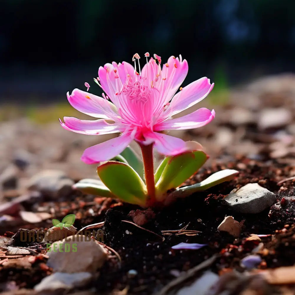 Mixed Lewisia Flower Seeds High-Quality For Planting And Gardening - Cultivate A Colorful Vibrant