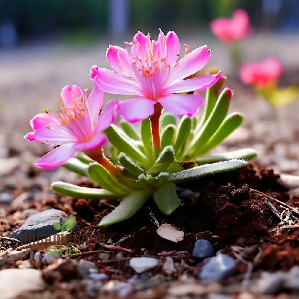 Mixed Lewisia Flower Seeds High-Quality For Planting And Gardening - Cultivate A Colorful Vibrant