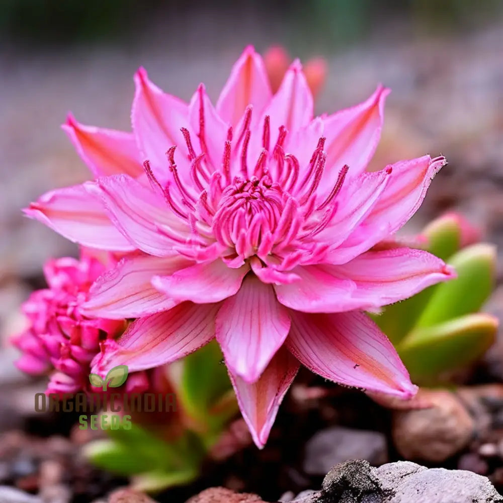 Mixed Lewisia Flower Seeds High-Quality For Planting And Gardening - Cultivate A Colorful Vibrant