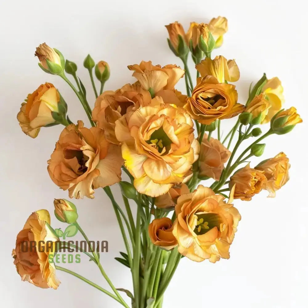 Mixed Lisianthus Flower Seeds - Stunning Variety Of Elegant Blooms For Lush Gardens Annuals