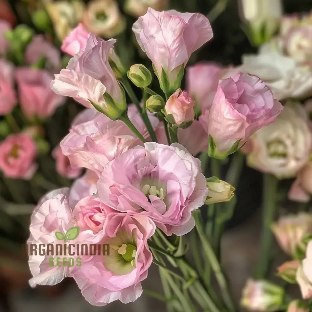 Mixed Lisianthus Flower Seeds - Stunning Variety Of Elegant Blooms For Lush Gardens Annuals