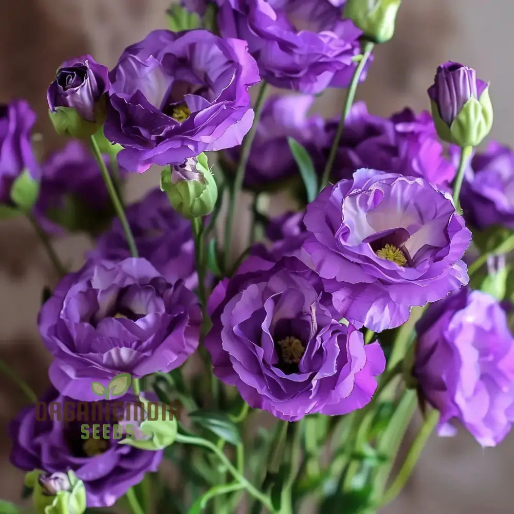 Mixed Lisianthus Flower Seeds - Stunning Variety Of Elegant Blooms For Lush Gardens Annuals