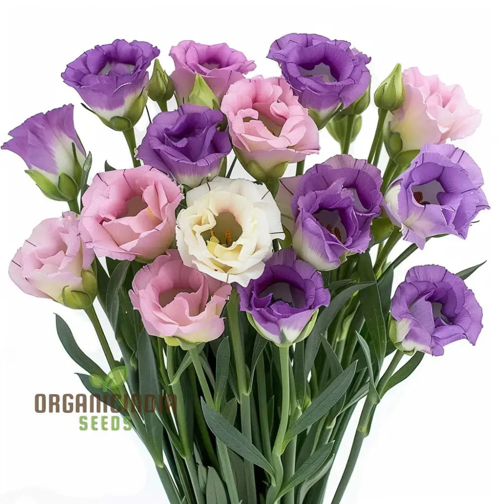 Mixed Lisianthus Flower Seeds - Stunning Variety Of Elegant Blooms For Lush Gardens Bi-Color / 100