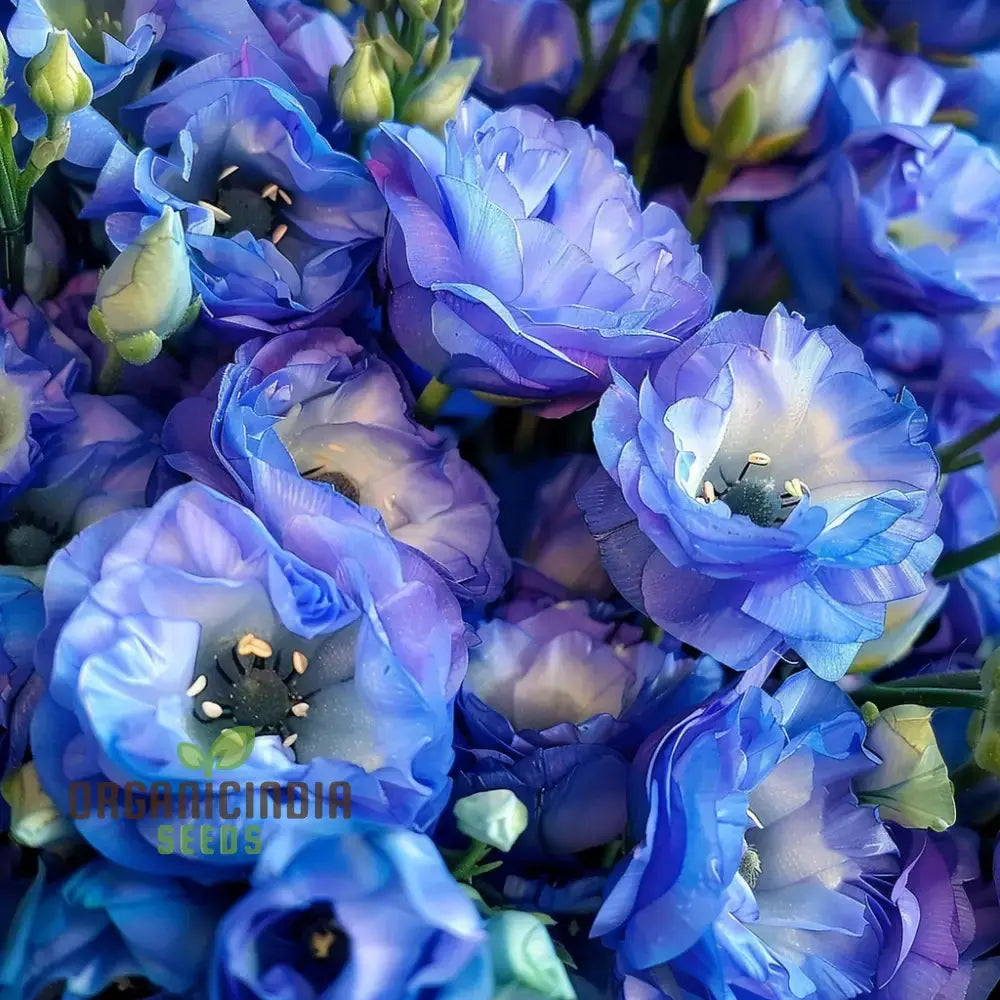 Mixed Lisianthus Flower Seeds - Stunning Variety Of Elegant Blooms For Lush Gardens Blue / 100 Pcs