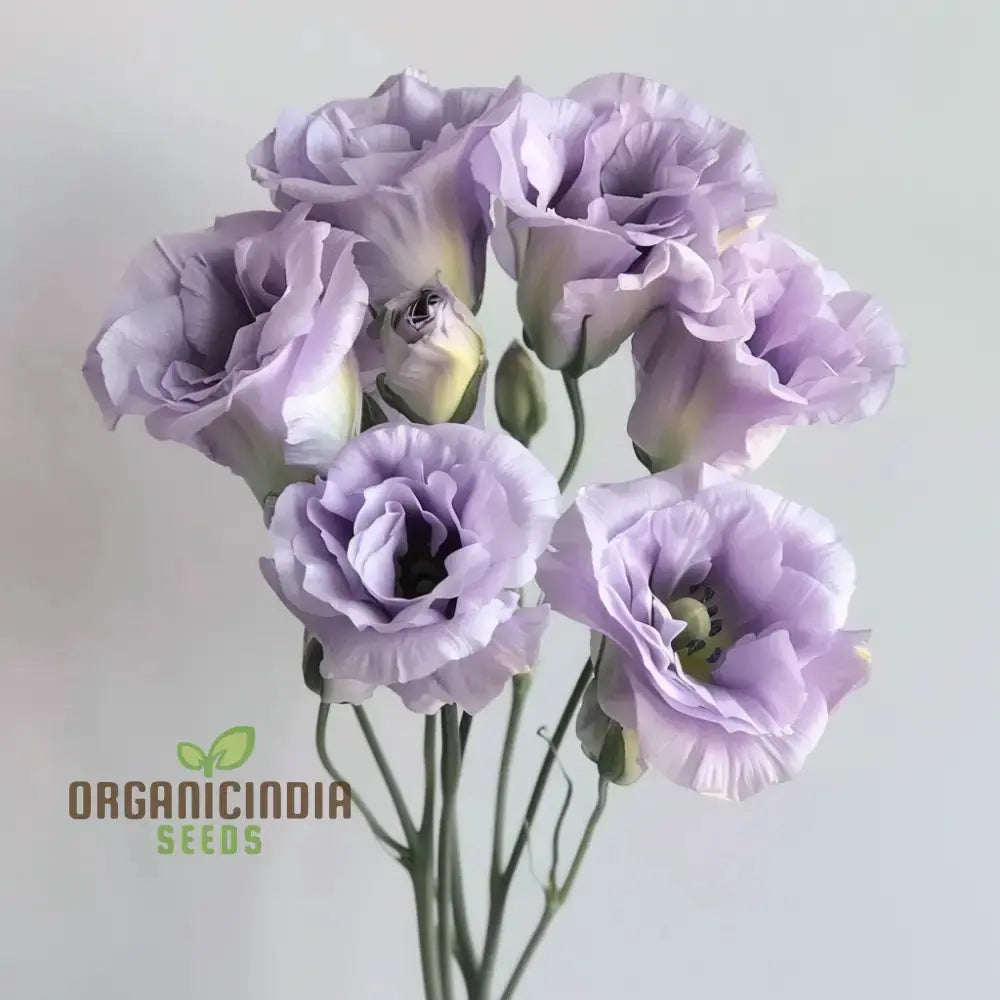 Mixed Lisianthus Flower Seeds - Stunning Variety Of Elegant Blooms For Lush Gardens Lavander / 100