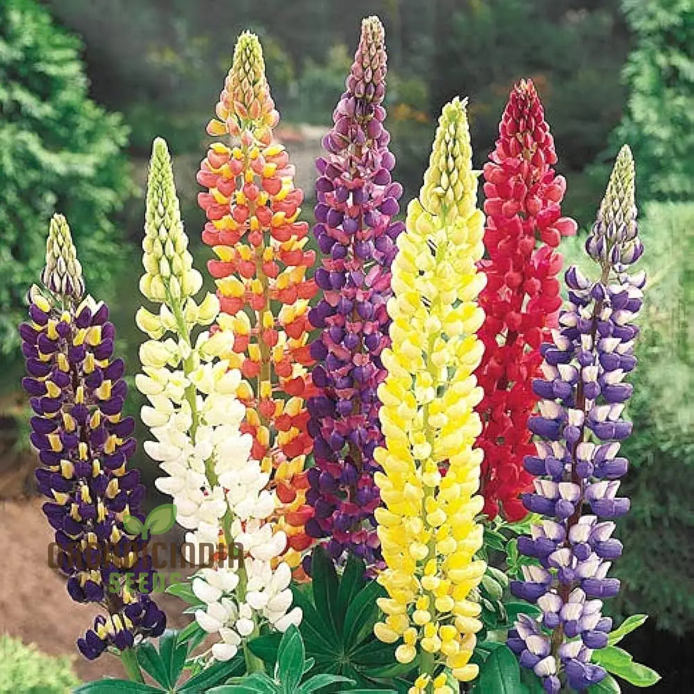 Mixed Lupine Flower Seeds â€“ Explore The Beauty Of Nature With Tutti Frutti Mix Perennials