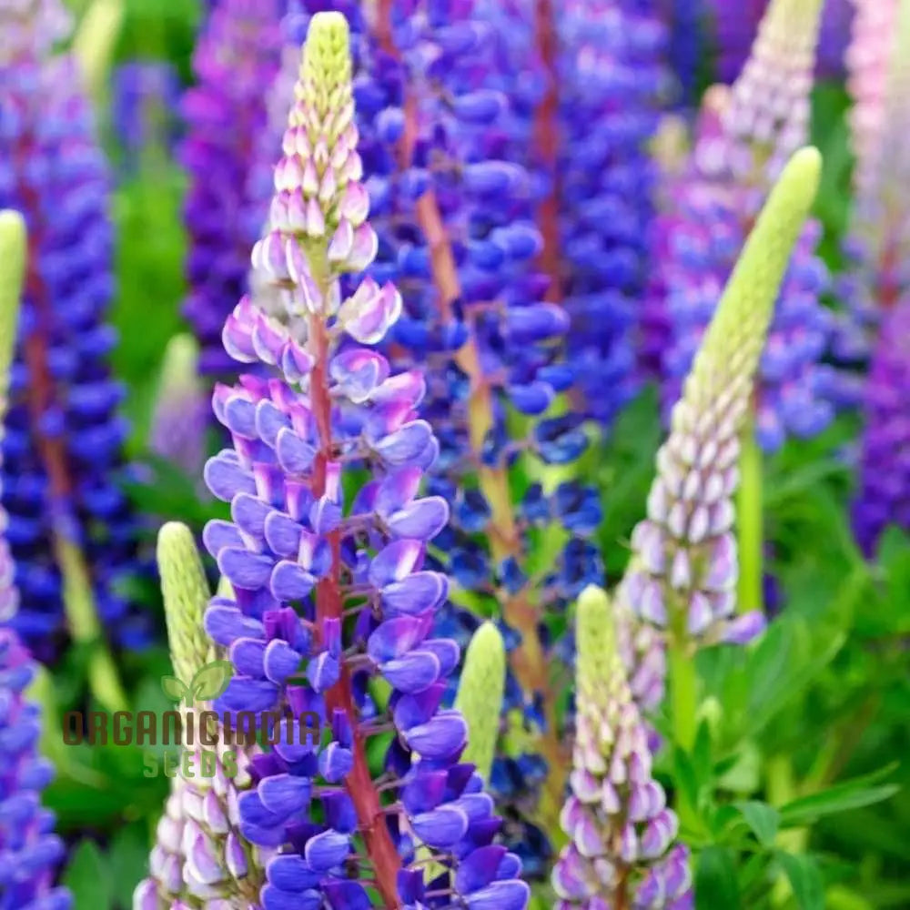 Mixed Lupine Flower Seeds â€“ Explore The Beauty Of Nature With Tutti Frutti Mix Perennials