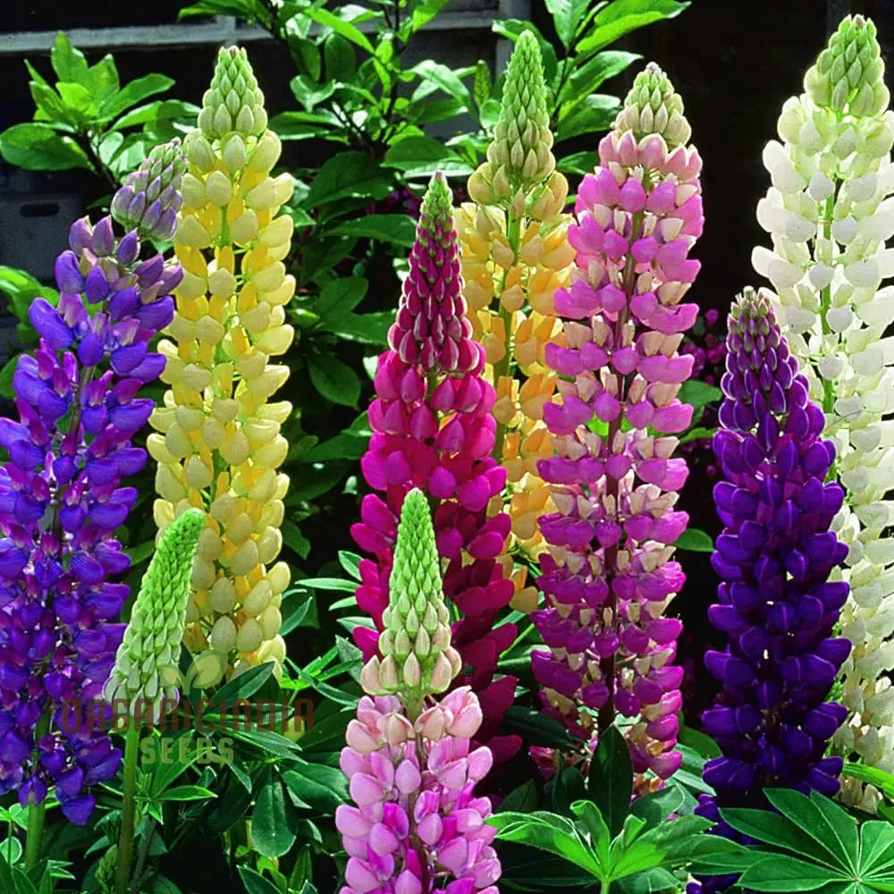 Mixed Lupine Flower Seeds â€“ Explore The Beauty Of Nature With Tutti Frutti Mix Perennials