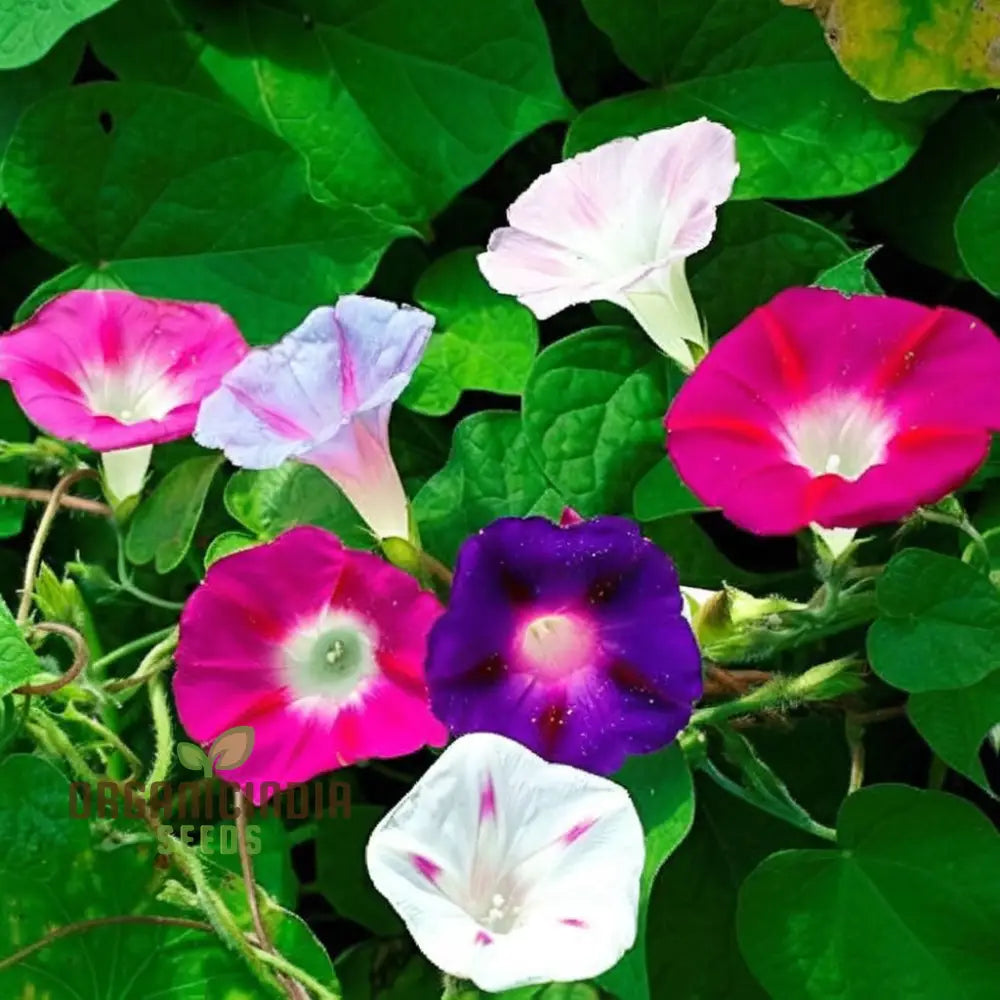 Mixed Morning Glory Seeds - Stunning Variety For Vibrant And Climbing Garden Displays