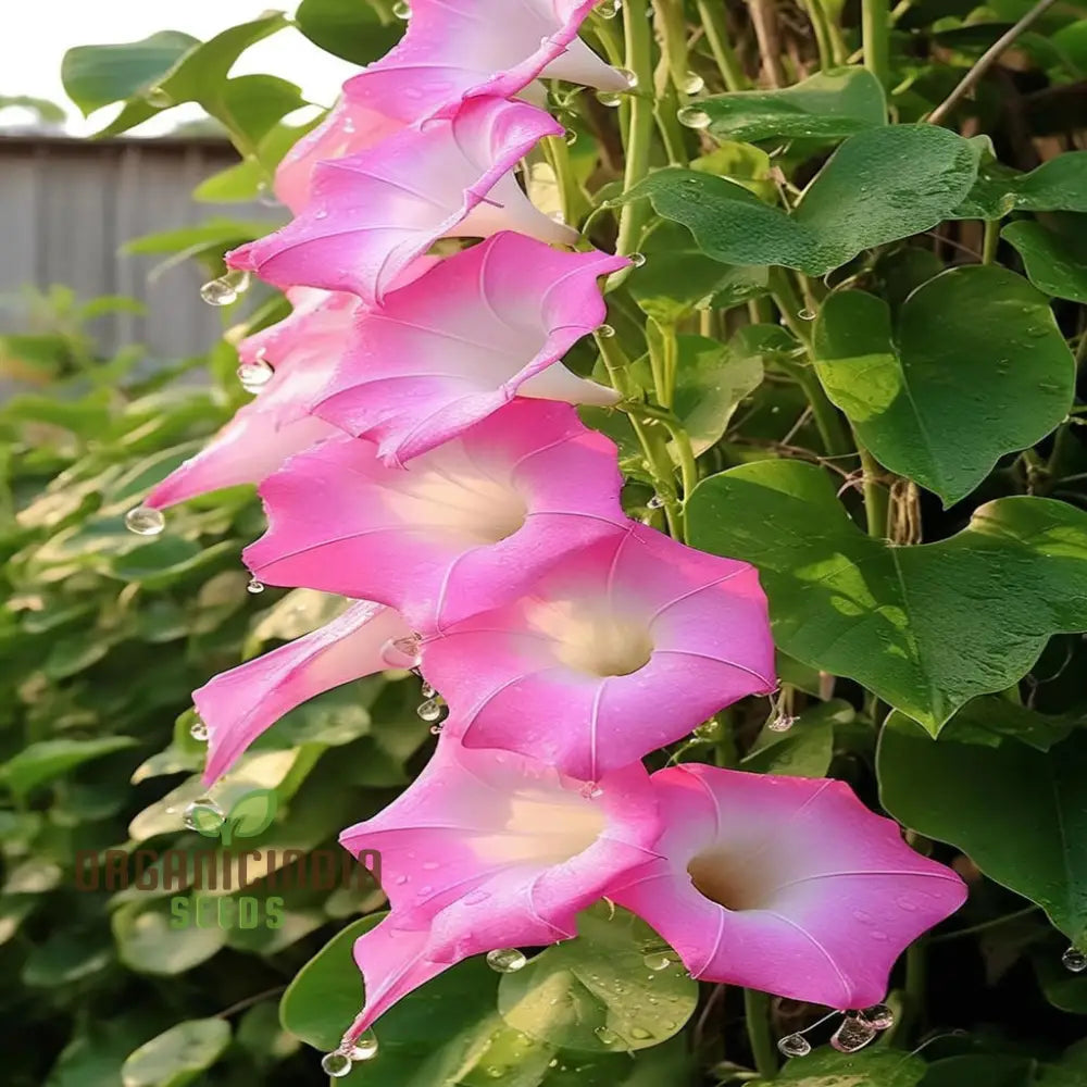 Mixed Morning Glory Seeds - Stunning Variety For Vibrant And Climbing Garden Displays