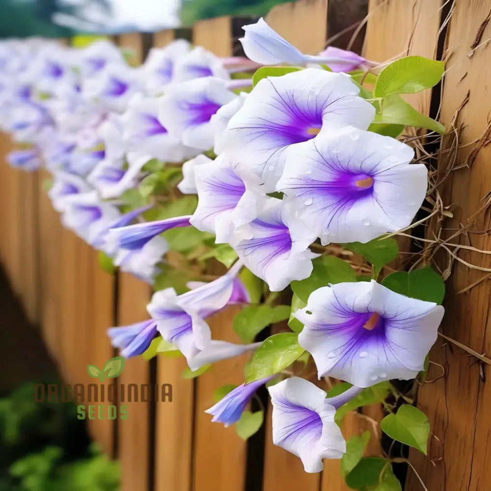 Mixed Morning Glory Seeds - Stunning Variety For Vibrant And Climbing Garden Displays