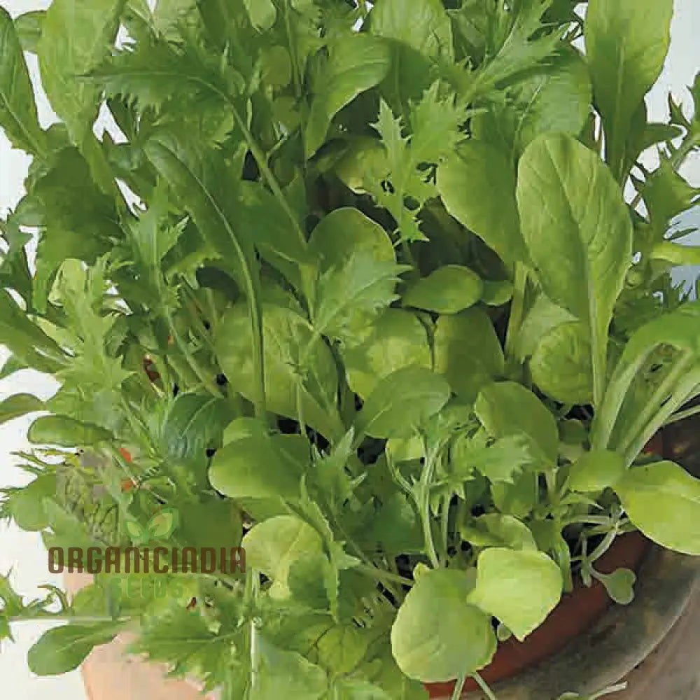 Mixed Oriental Leaves Vegetable Seeds For Planting Premium Quality Successful Gardening