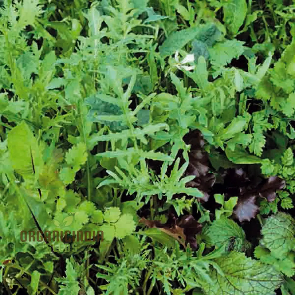 Mixed Oriental Leaves Vegetable Seeds For Planting Premium Quality Successful Gardening