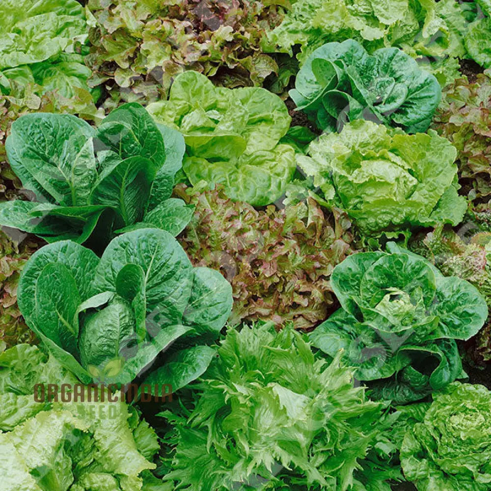 Mixed Oriental Leaves Vegetable Seeds For Planting Premium Quality Successful Gardening